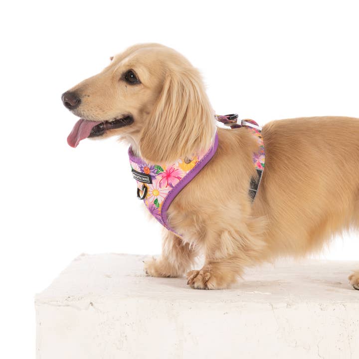 Big and Little Dogs - Wholesale Pet harness – Dog - ADJUSTABLE DOG HARNESS: Spring Fling6