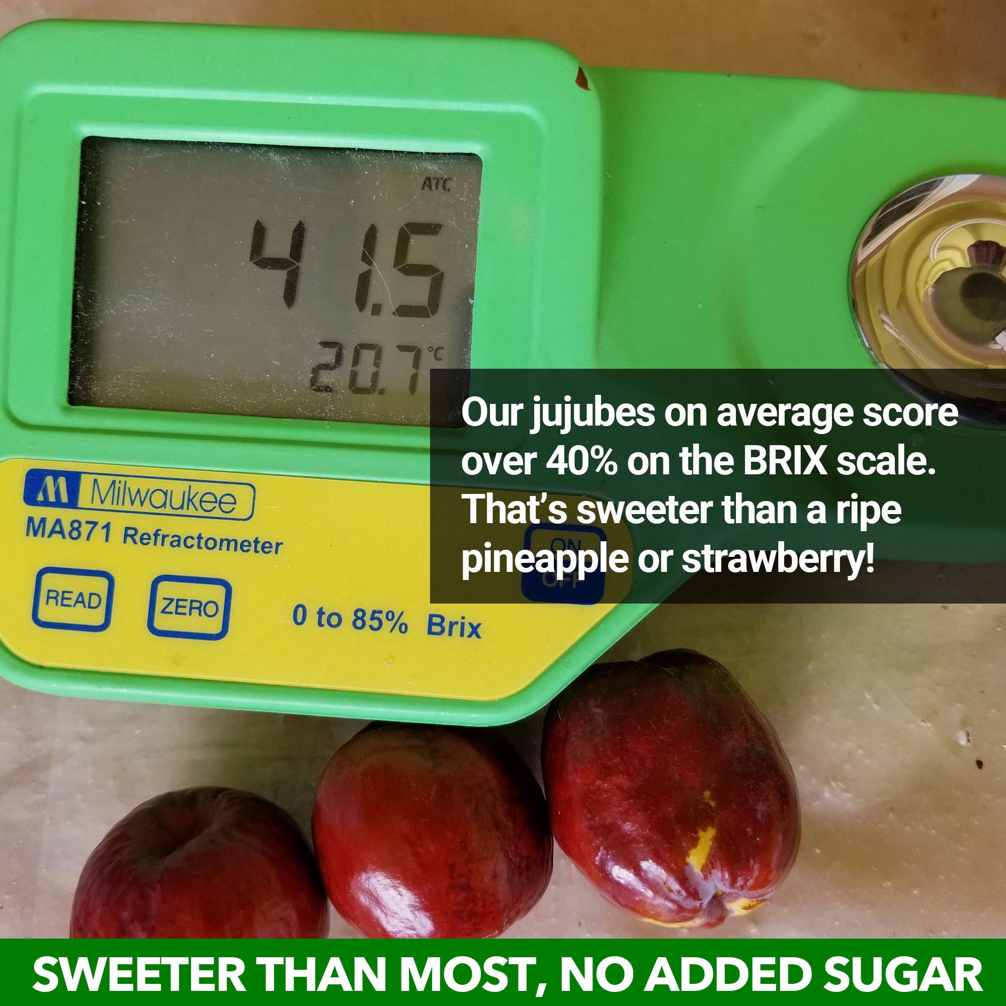 JUJUME - Wholesale Gedroogd fruit - JUJUME biologische hele jujubes2