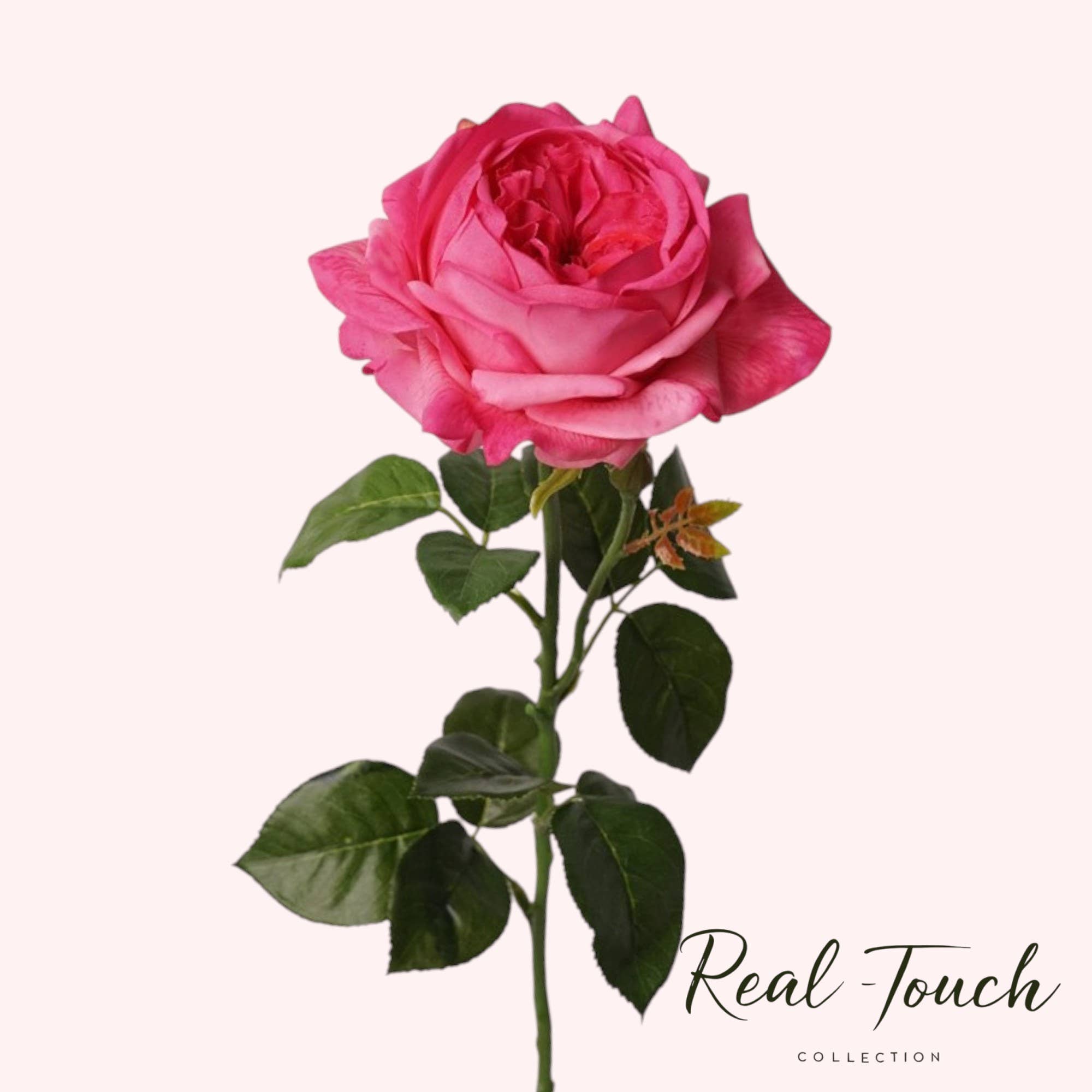 Angel Isabella - Wholesale Artificial flowers - 27"-Lux Faux Juliet Rose-Moisturizing Finish-5"Bloom4