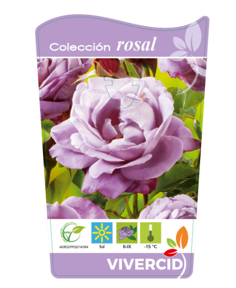 VIVERCID - Wholesale Live Plant - Rosal Pie Bajo - Blue Mallow0
