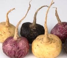 Natura Petz Organics - Wholesale Pet Supplement - Not Cat/Dog - Maca Master Equine* Ultimate Organic Gland & Stress Regulator for Horses* Adaptogen Blend*2