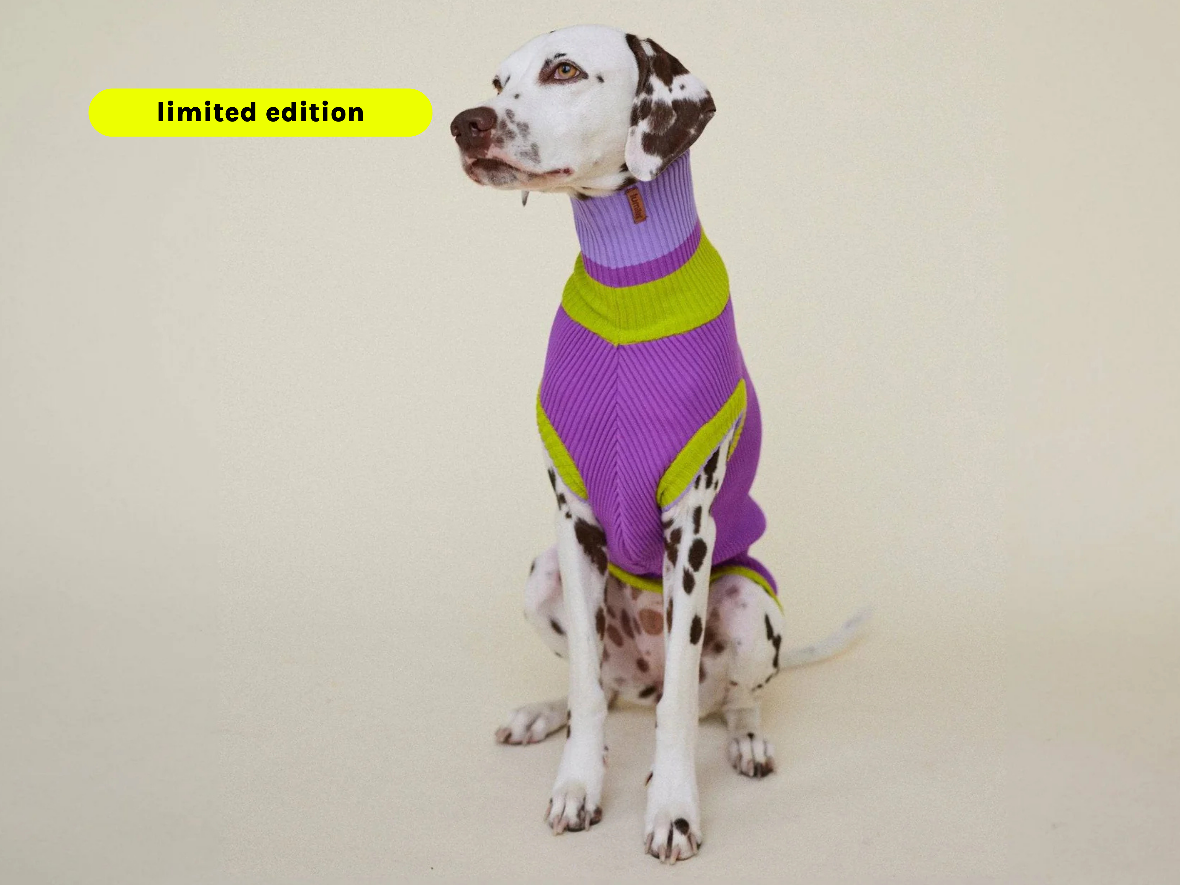 VIOLA SPRING THE GLOW JUMPER - Neon Dog Sweater - (Viola Spring) for wholesale on Faire1