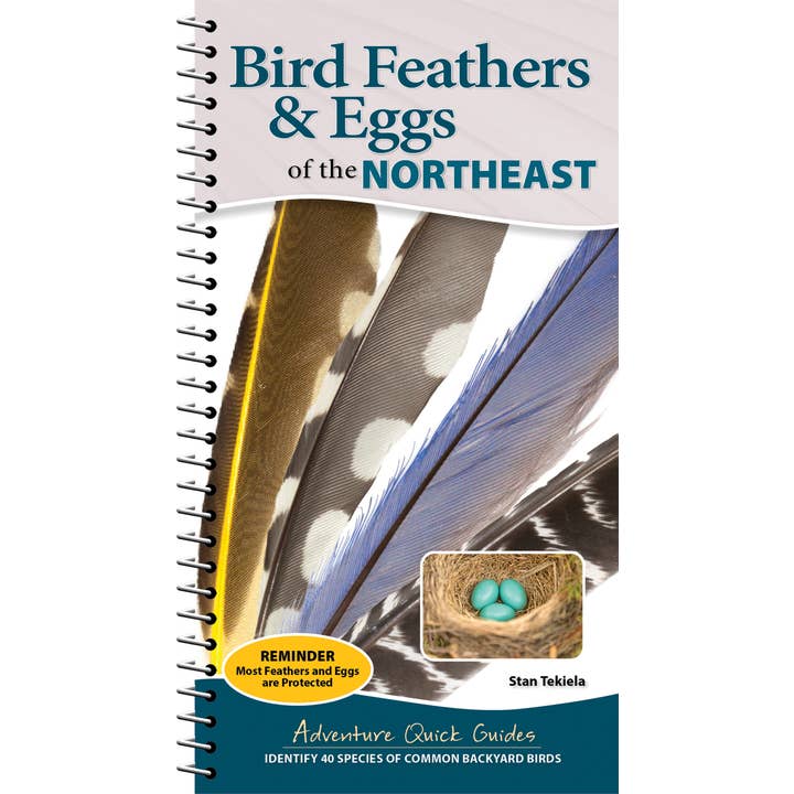 Bird Feathers & Eggs of the Northeast Quick Guide for wholesale by AdventureKEEN