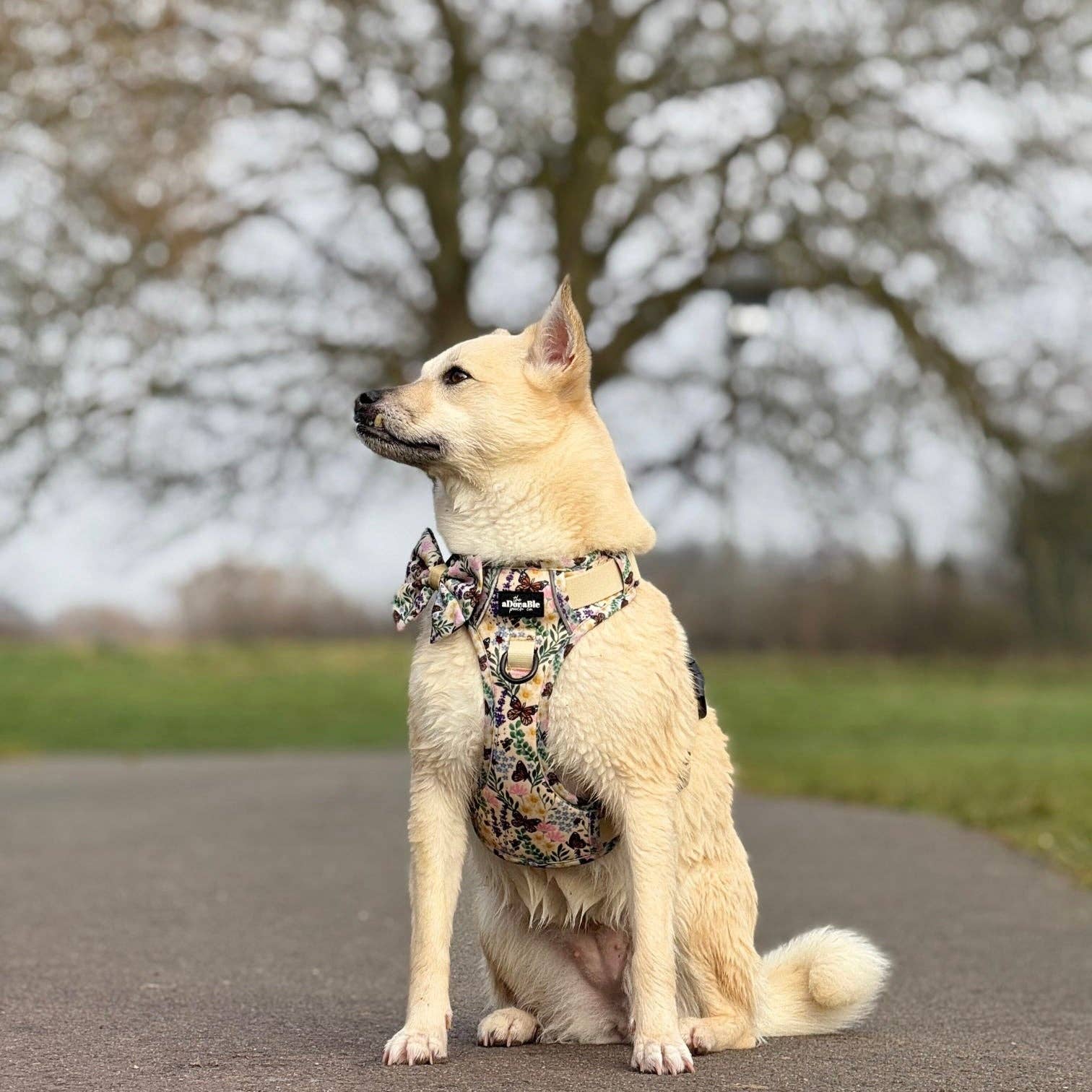 The aDoraBle Pooch Company – Arnês – Cão por atacado – Arnês Hike & Go Lite™ - Bumbles & Butterflies2