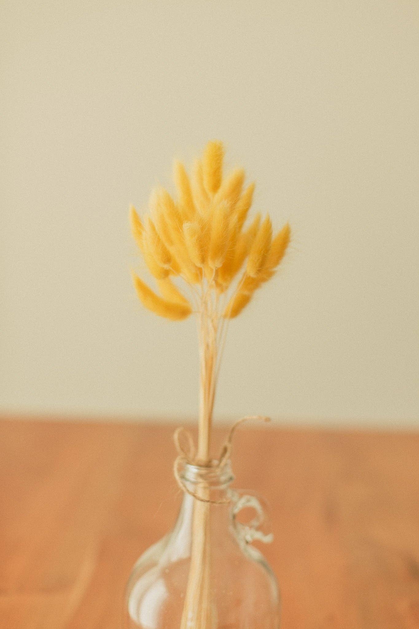 Eucalypt Co. - Venta al por mayor Flores secas/prensadas - Colas de conejo preservadas28