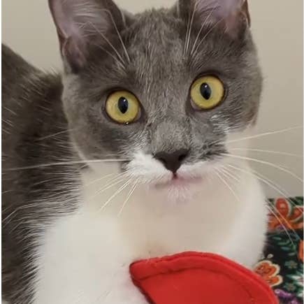 LES MATOULONNAIS - Wholesale Pet Toy - Cat - Fried egg in felt "LES MATOULONNAIS"3