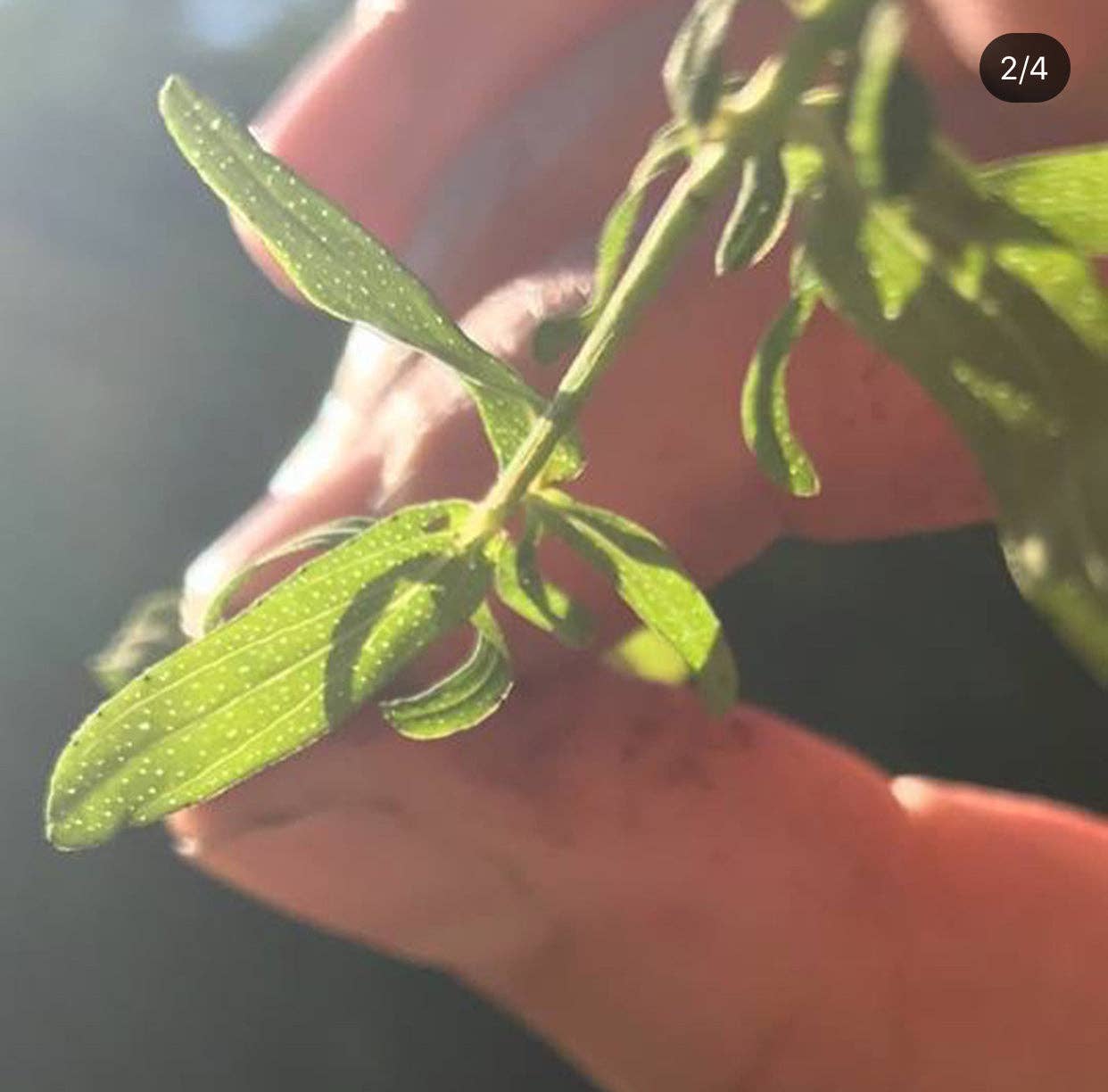 Rose & Crown Apothecary - Wholesale Bath/Body Oil - Saint John's wort - nerve relief oil3