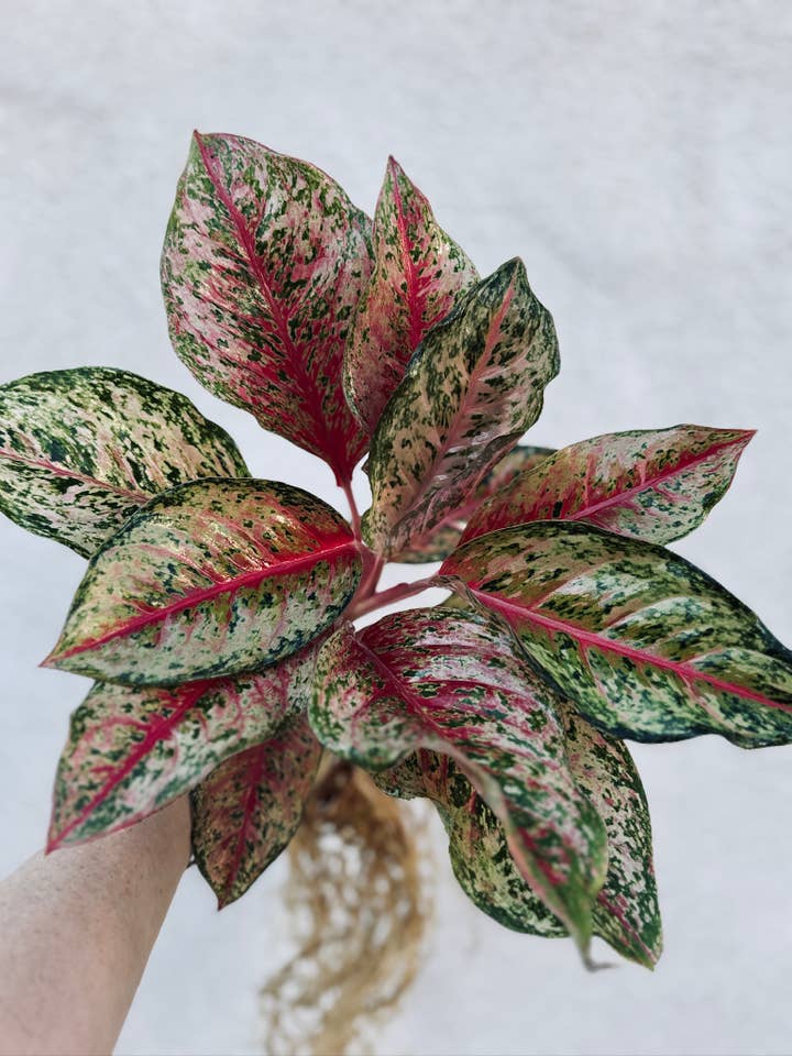 Aglaonema 10 Karat for wholesale by Plant Vault