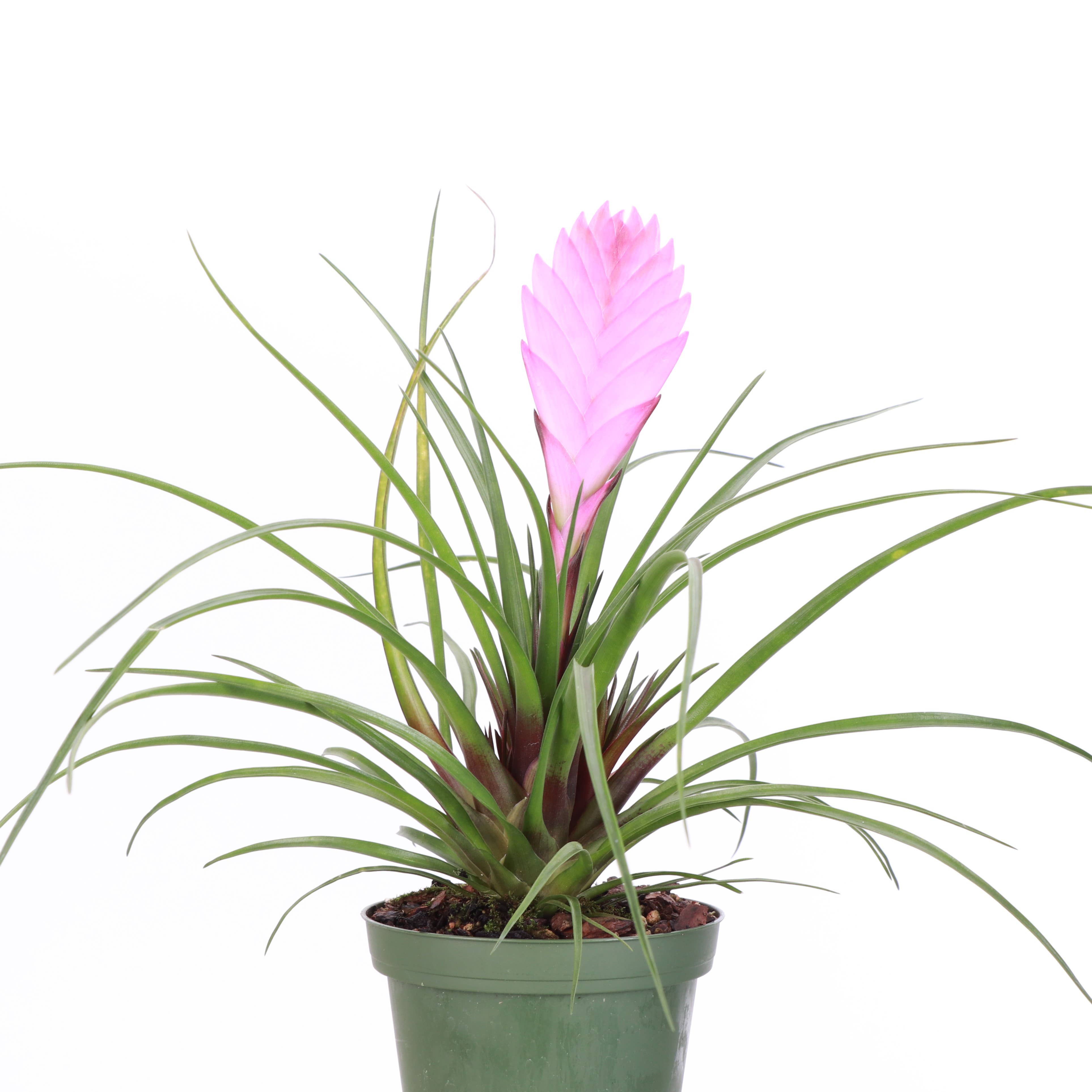 Thorsen's Greenhouse - Wholesale Live Plant - Pink Quill Bromeliad - 4" Live Plant5
