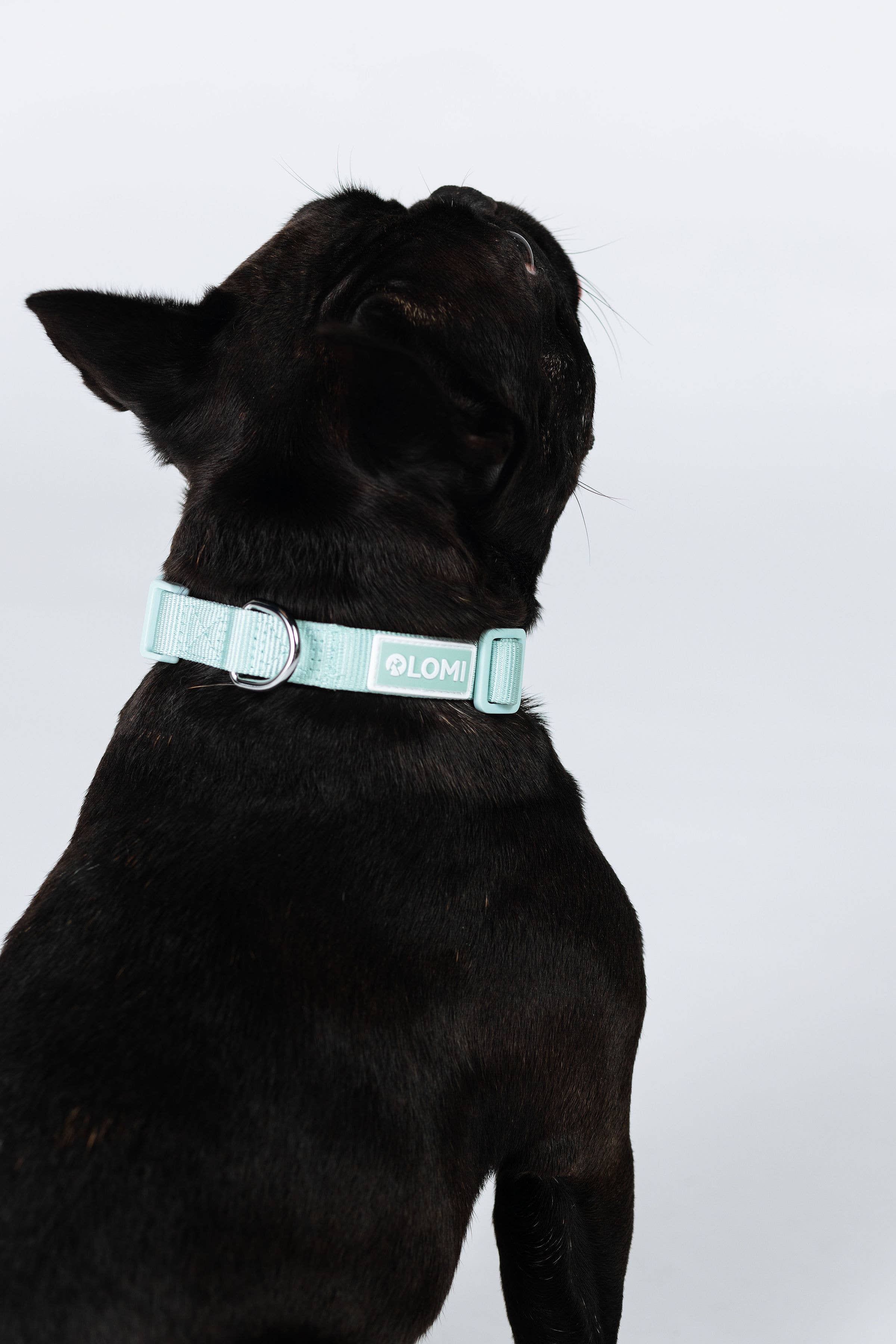 LOMI Pet Care - Wholesale Pet Collar - Dog - DOG COLLAR - ECO8