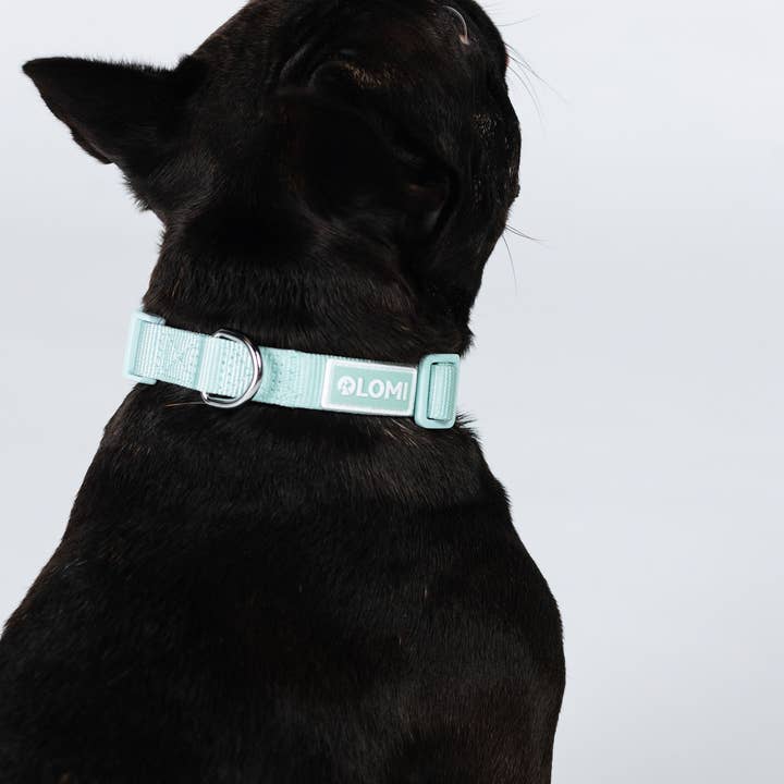 LOMI Pet Care - Wholesale Pet Collar - Dog - DOG COLLAR - ECO8