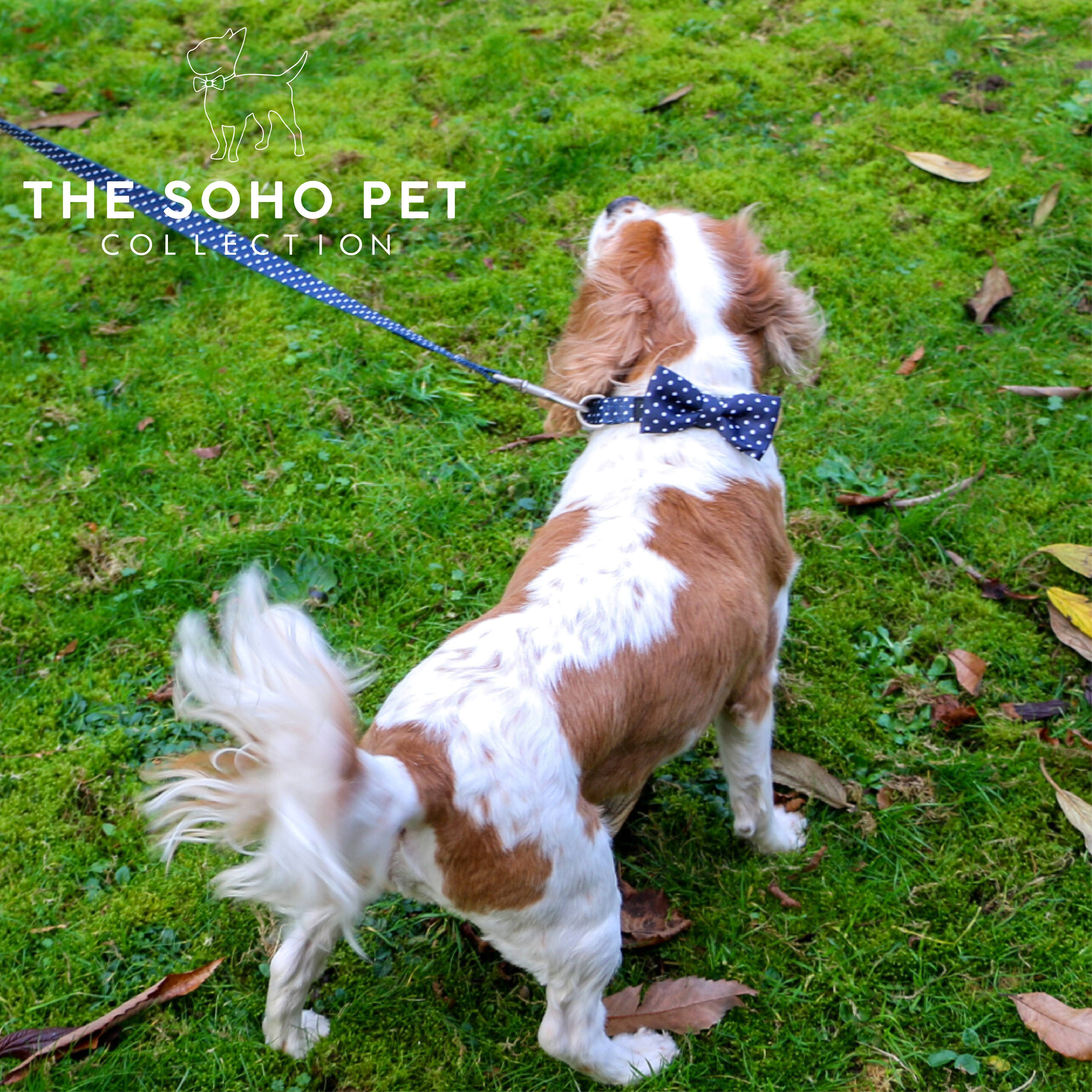 Ancol Pet Products Ltd – wholesale Pet bow tie – Dog – Daisy/Polka   Patterned Bow Tie4