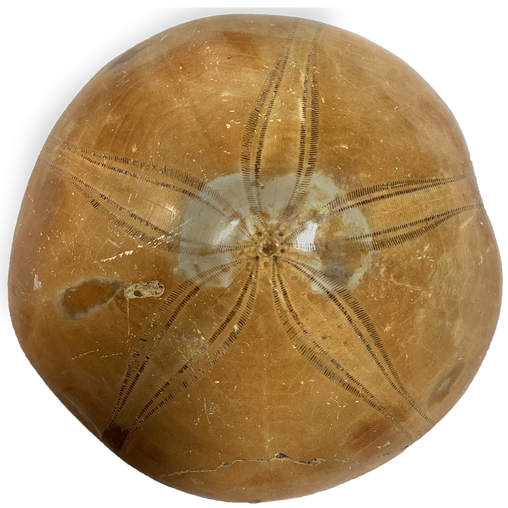 Texas Toy Distribution - Wholesale Decorative Tabletop Object - Natural Made Sand Dollar Fossil2