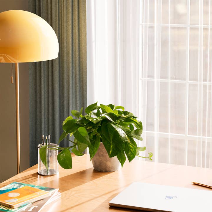 Lively Root - Wholesale Live Plant - Golden Pothos Plant41