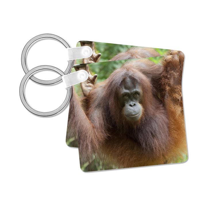 3dRose - Wholesale Keychain - Unisex - 3dRose, Bornean Orangutan primate, Borneo, Malaysia - AS23 CMI0182 - Cindy Miller Hopkins, Key Chain0