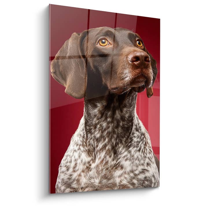 Portrait Painting of Dog with Amber Eyes on Red Background - Intense Gaze - German Pointer Edition for wholesale by Walensky