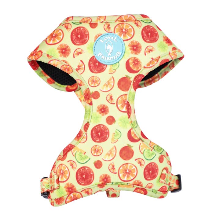Citrus, Harness for wholesale by LOYAL FRIENDS