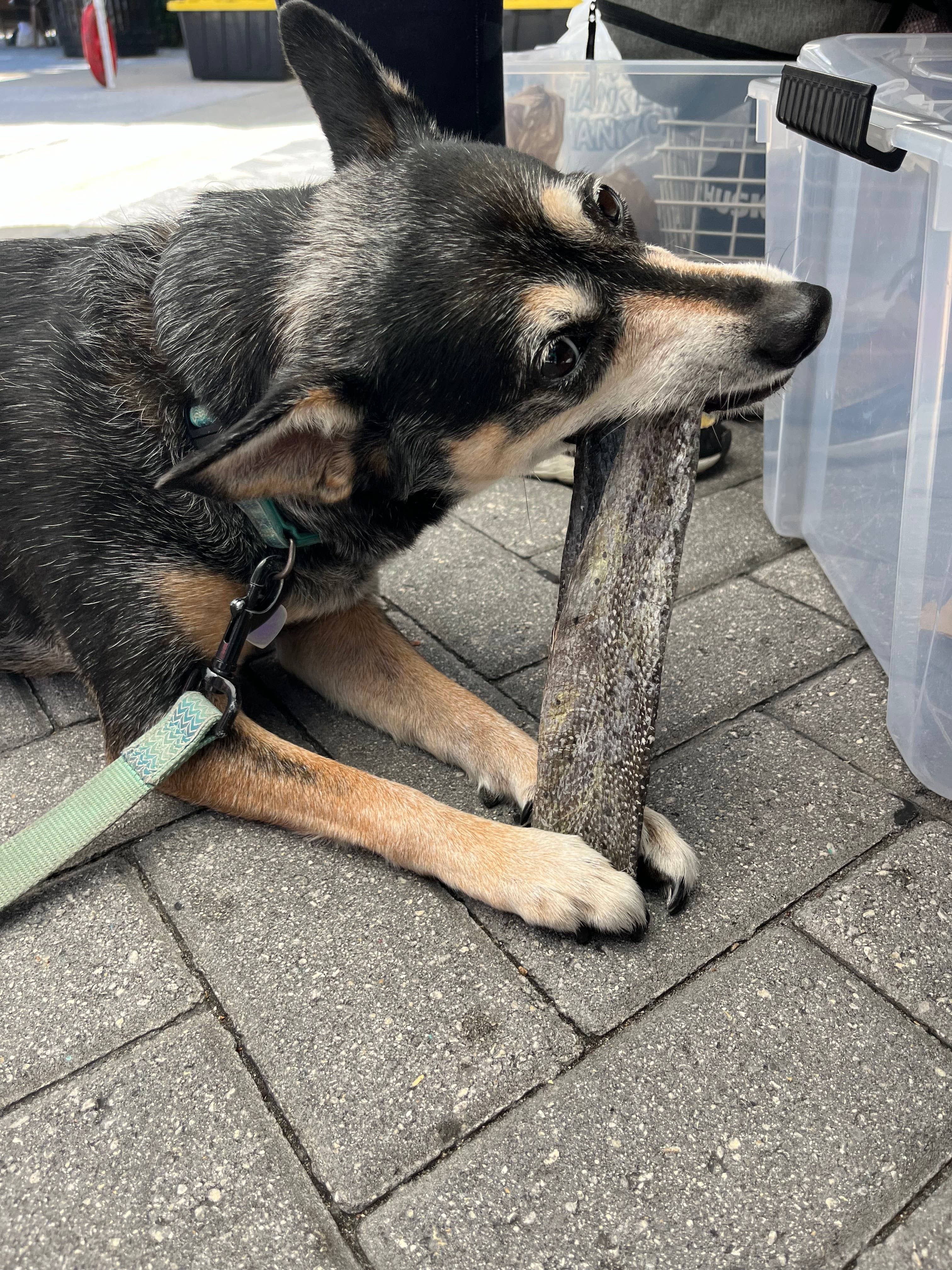 Florida Man Pet Treats - Wholesale Pet Treats - Dog - Dehydrated Mahi Mahi Dog Chew9