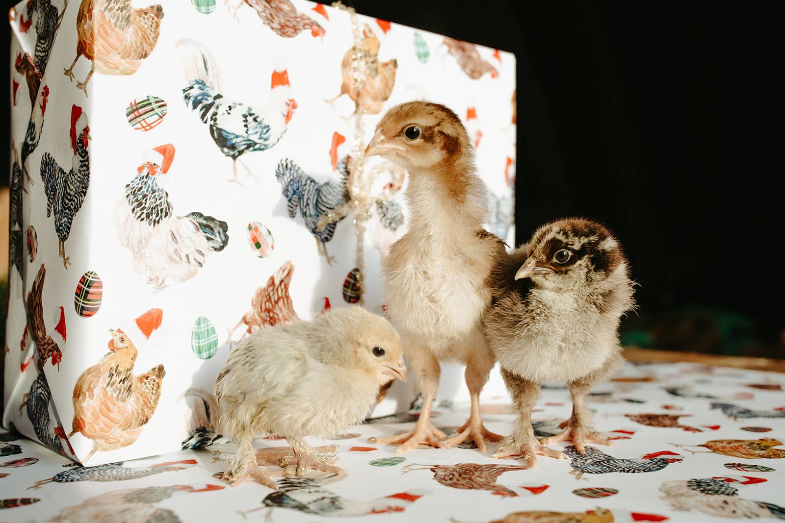 Lana's Shop - Wholesale Flat Wrap - Christmas Chickens in Santa Hats Single Sheet Gift Wrap9