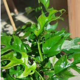 Philodendron Minima. 2-3 inch starter plant. for wholesale by Dick's Sticks and Exotics