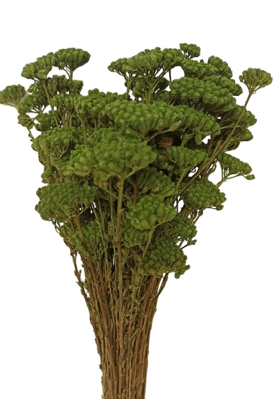 Concari.flores Preservadas – Engroshandel Tørrede/pressede blomster – Bevarret lille achillea1