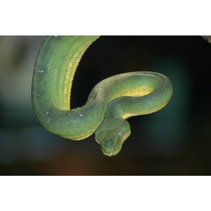 The Scale Grail - Vendita all'ingrosso Statuette decorative - Replica del teschio di serpente Boa con albero di smeraldo1