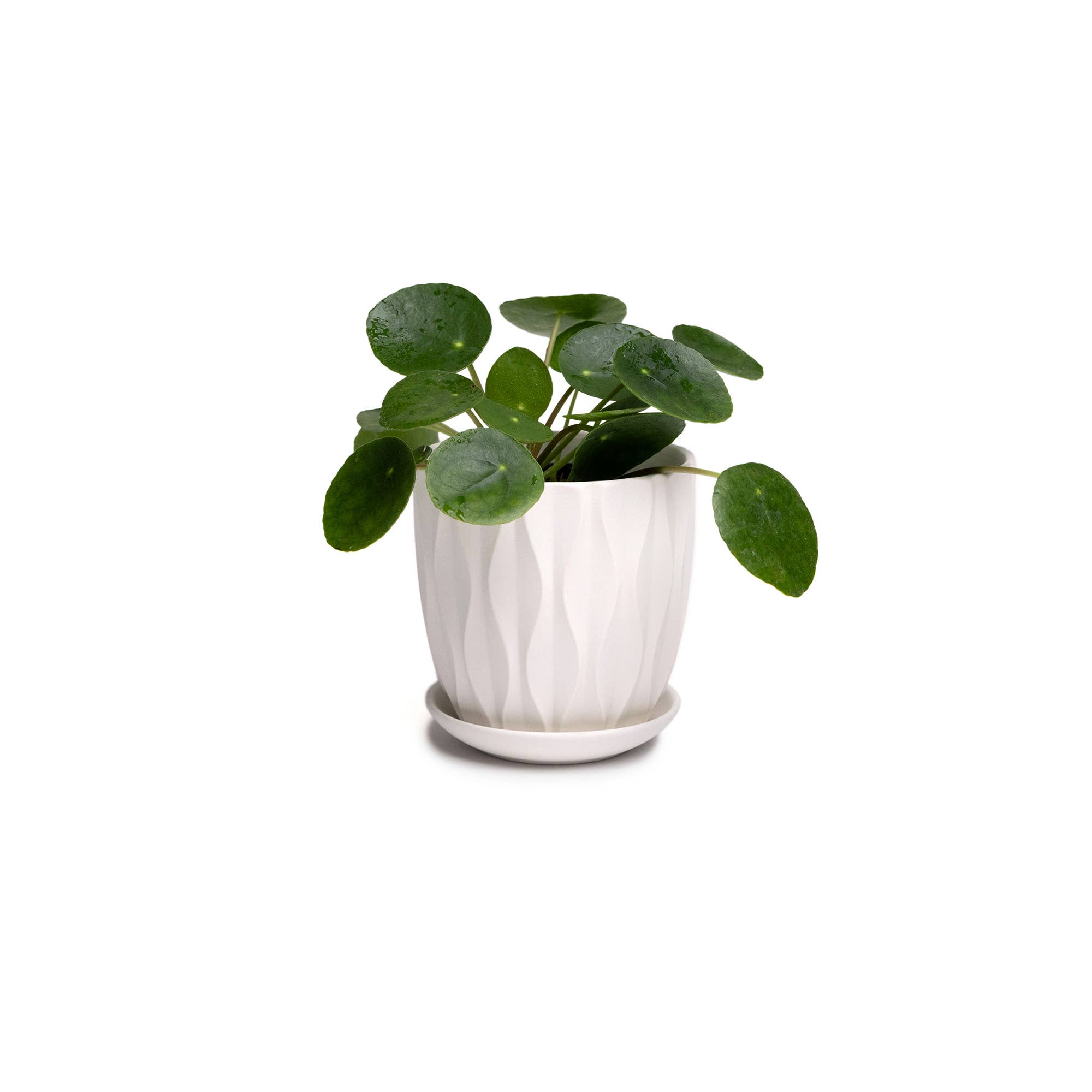 Chive - Wholesale Plant Pot - Handmade Ceramic Virago Pots | Artisan Plant Planters32