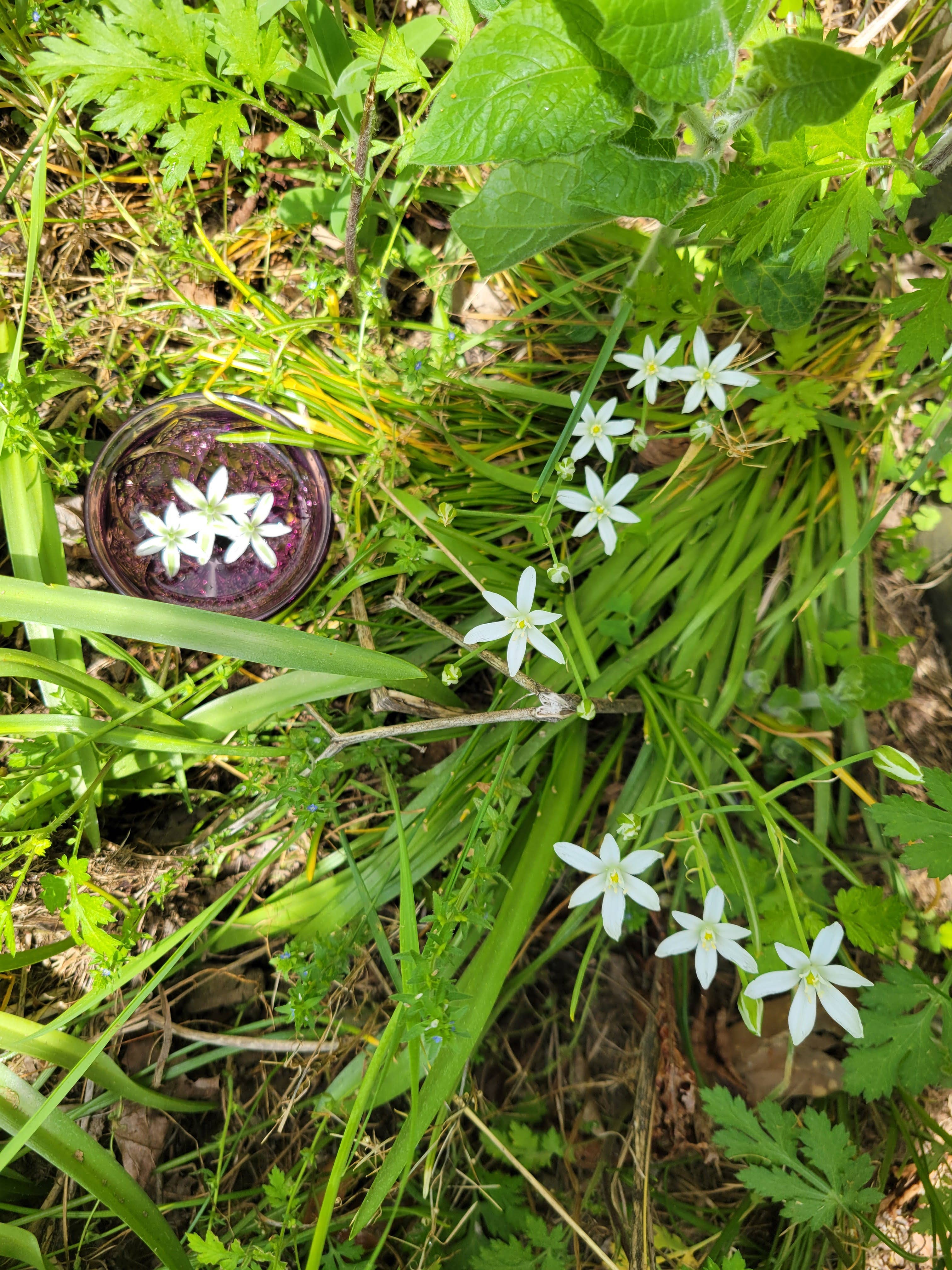 Cosmic Mother - Wholesale Oral Supplement/Vitamin - Star Bethlehem Flower Essence | Vibrational Remedy2