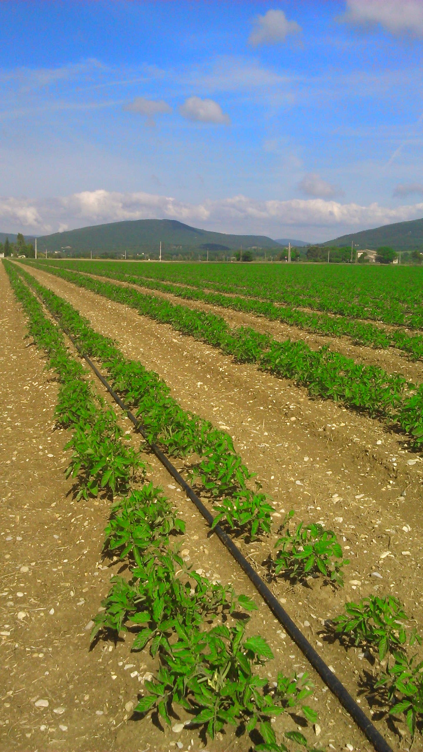 CONSERVES GUINTRAND - Wholesale Canned Vegetables - Peeled and pressed tomatoes 1/23
