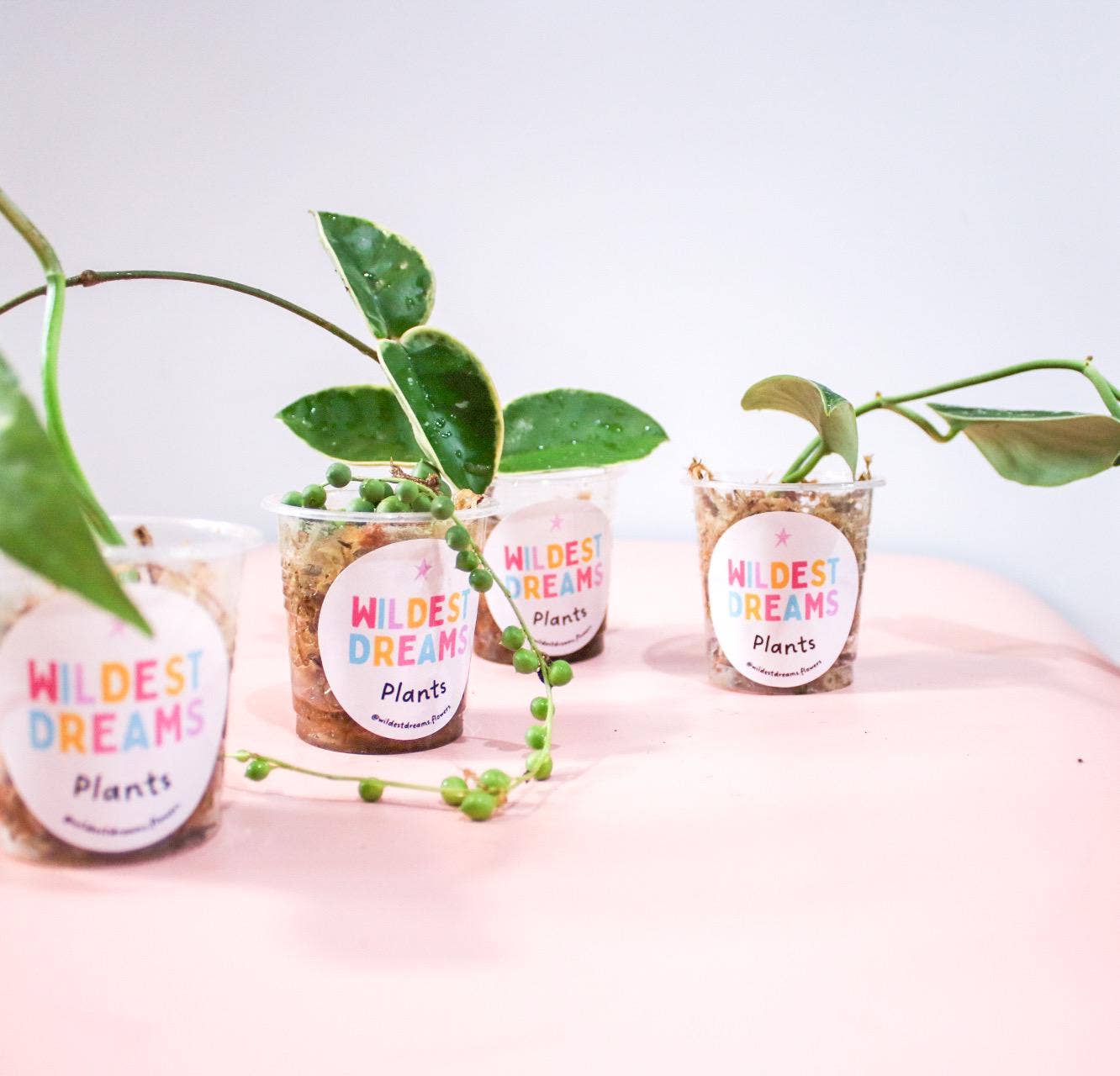 Wildestdreams.flowers – Engroshandel Ægte plante – Mini stueplante mystery stiklinger – små babyplanter til indendørs dyrkning2