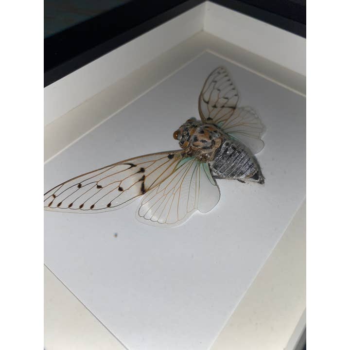 Newman Art Designs - Wholesale Wall Accent - Ayuthia spectabile, White Ghost Cicada, in a Black Frame1