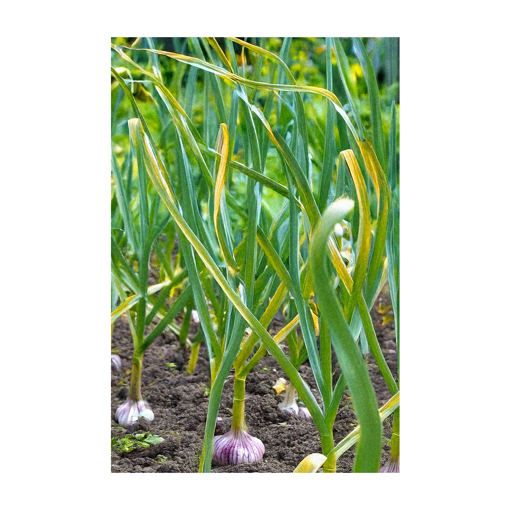 Chive Canada - Wholesale Plant Seeds - 2026 Garlic Vegetable Seeds Packet2