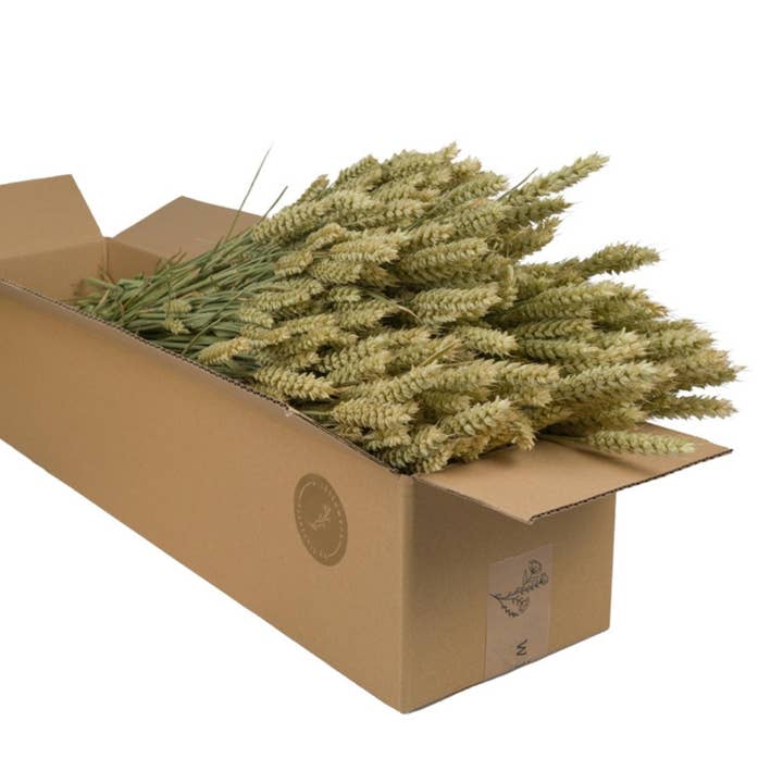 Wildflowers by Floriette - Wholesale Dried/Pressed Flowers - Dried Flowers - Wheat (triticum) Natural