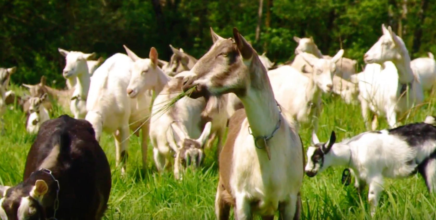 Gold Nugget Ghee - Wholesale Butter - Goat Ghee (A2/A2)3