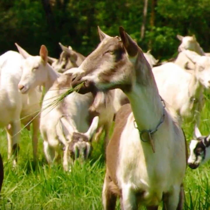 Gold Nugget Ghee - Wholesale Butter - Goat Ghee (A2/A2)3