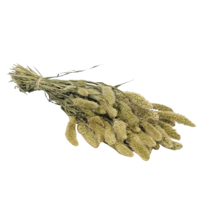Dried Flowers - Setarea Natural Green for wholesale by Wildflowers by Floriette