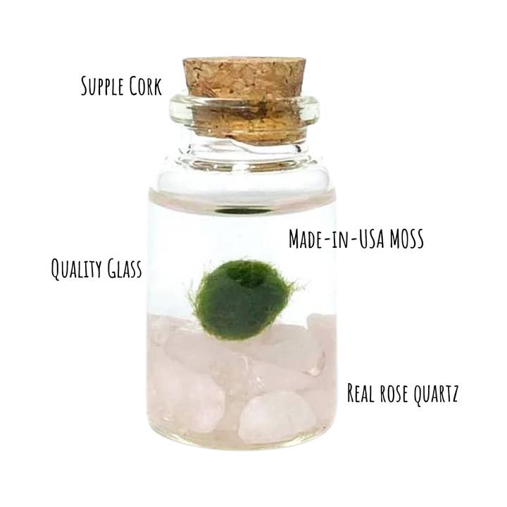 Moss Amigos | Moss Ball Terrariums - Wholesale Live Plant - Tiny Marimo Moss Ball Terrarium with Rose Quartz Gemstones3