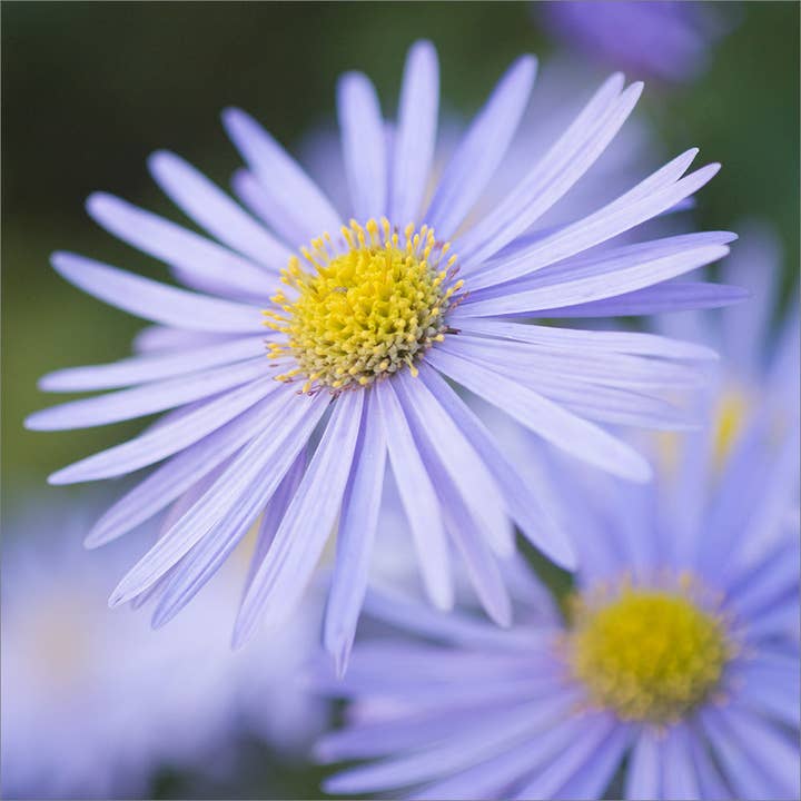 Blank Card - Purple Daisies for wholesale by Leonard Smith