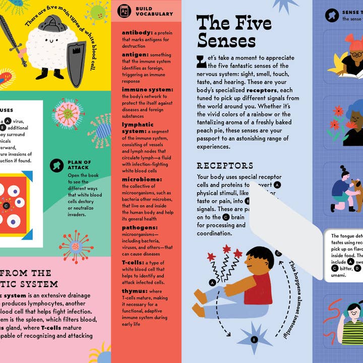 Bushel & Peck Books - Wholesale Preschool Book (3-5) - The Interactive Human Body15