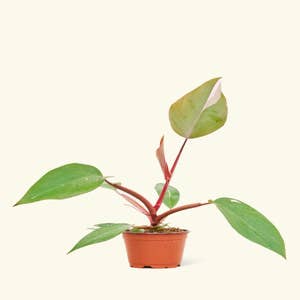 Purchase Wholesale pink princess philodendron. Free Returns & Net