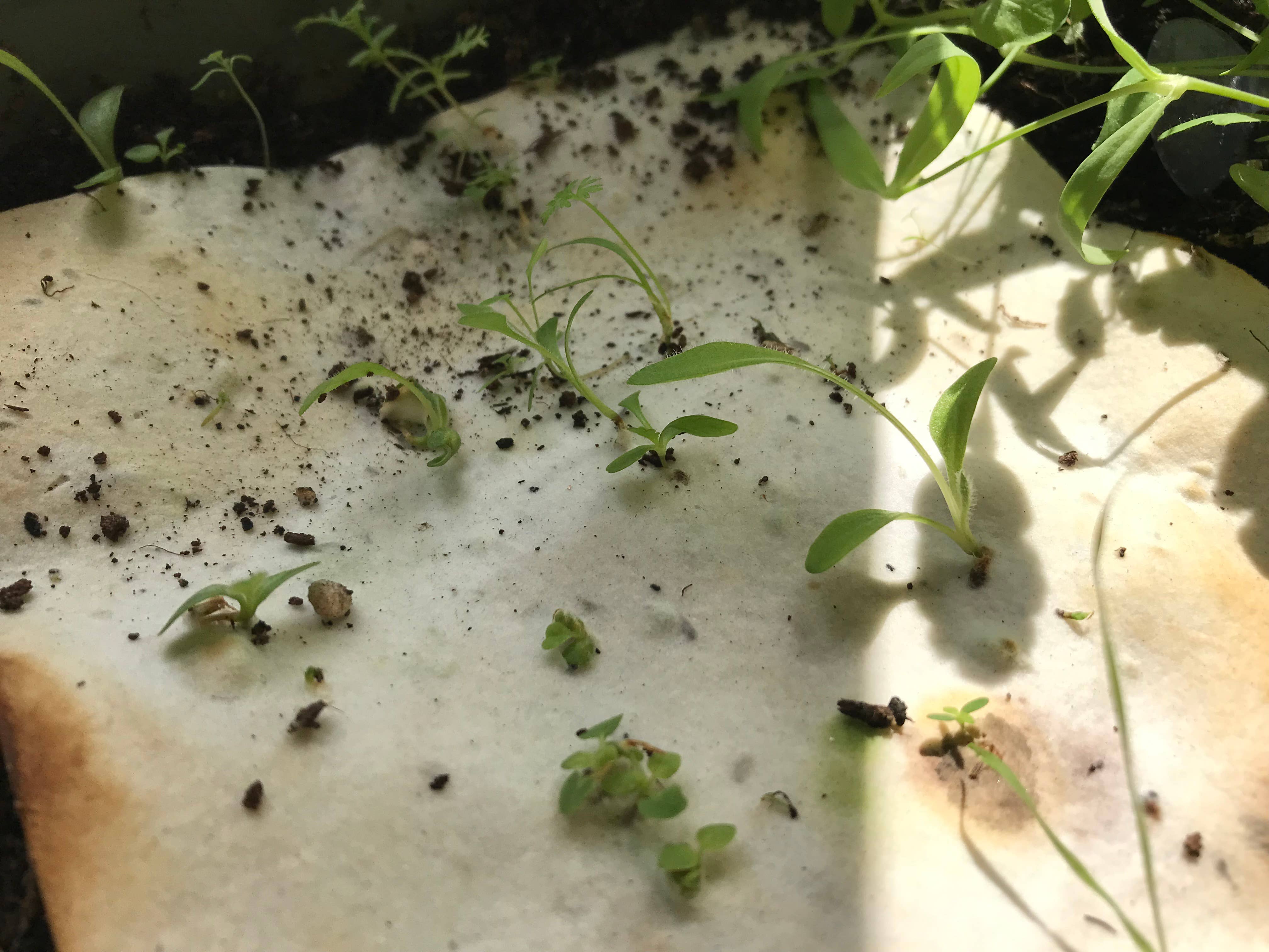 Erika's Whimsical Art – wholesale Love card – Plantable  Seed Paper Floral Heart Card12