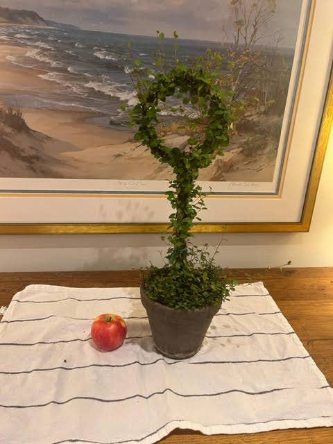 Sunrise Topiaries - Wholesale Live Plant - Live Woven Angel Vine "Lollipop" in 6 inch pot3