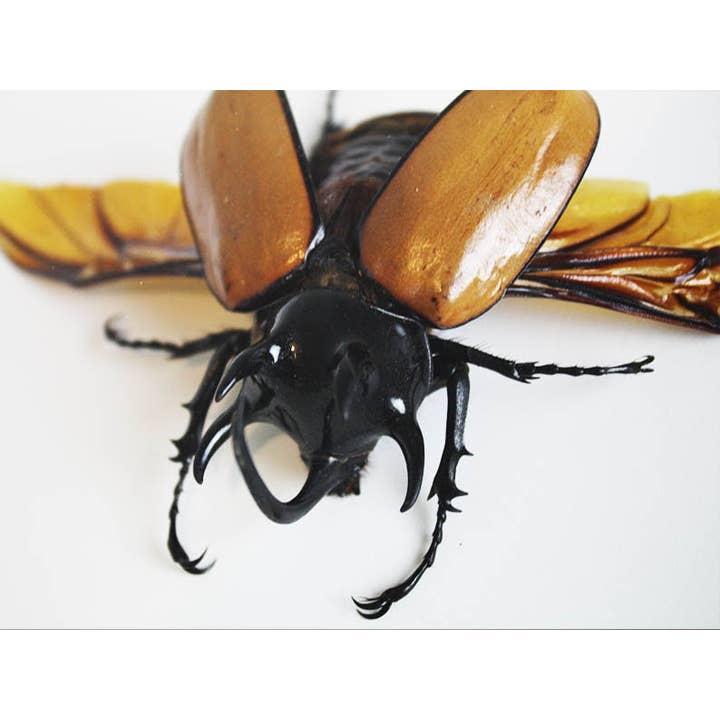 Newman Art Designs - Wholesale Wall Accent - Eupatorus gracilicornis in a Frame