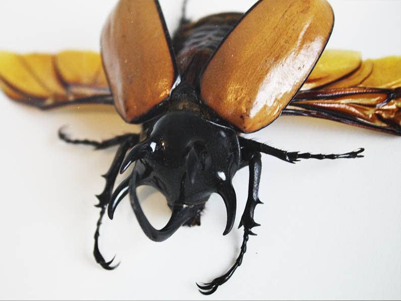 Newman Art Designs - Wholesale Wall Accent - Eupatorus gracilicornis in a Frame