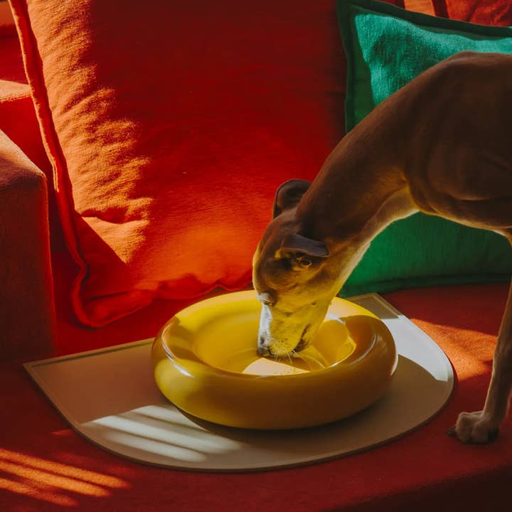 HotDog Pets - Wholesale Pet Bowl - Cat/Dog - Yellow ceramic dog feeder8