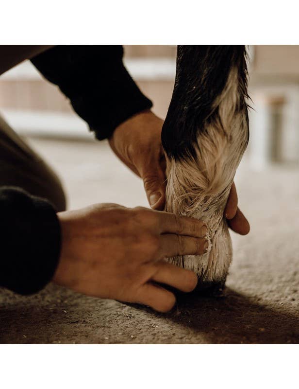 Nellumbo – wholesale Djurbalsam - Hund – Skyddande och fuktgivande balsam för hästar2