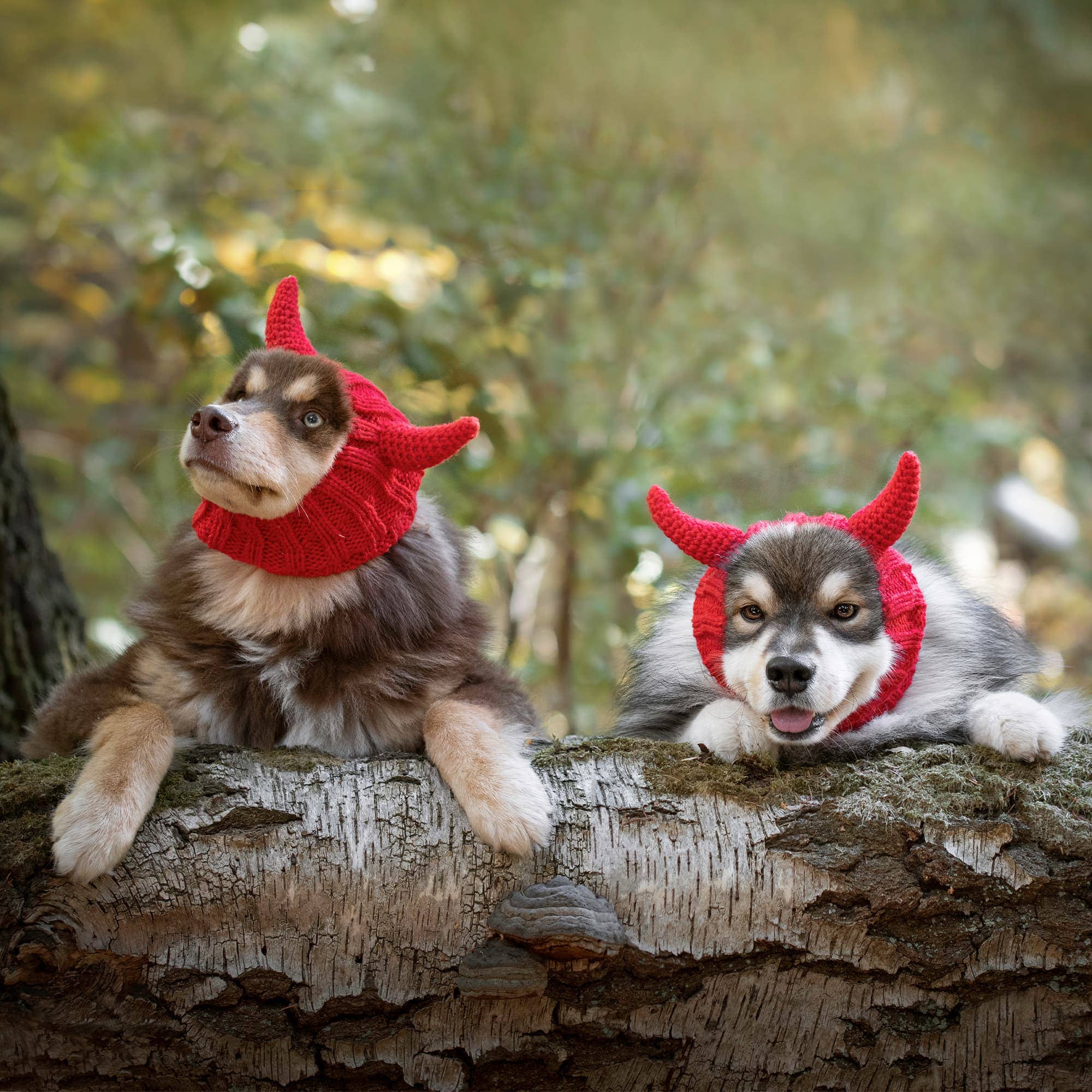 Zoo Snoods - Vente Tour de cou – chien - Snood de chien démon9