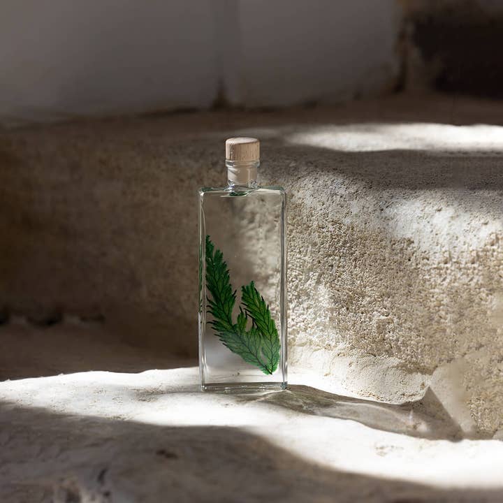 Theophile Berthon - Wholesale Live Plant - The Colombian Fern Herbarium - submerged plant8