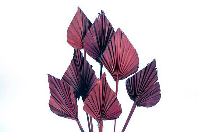Botanico Ltd. – wholesale Dried/pressed flowers – Palm Spear0