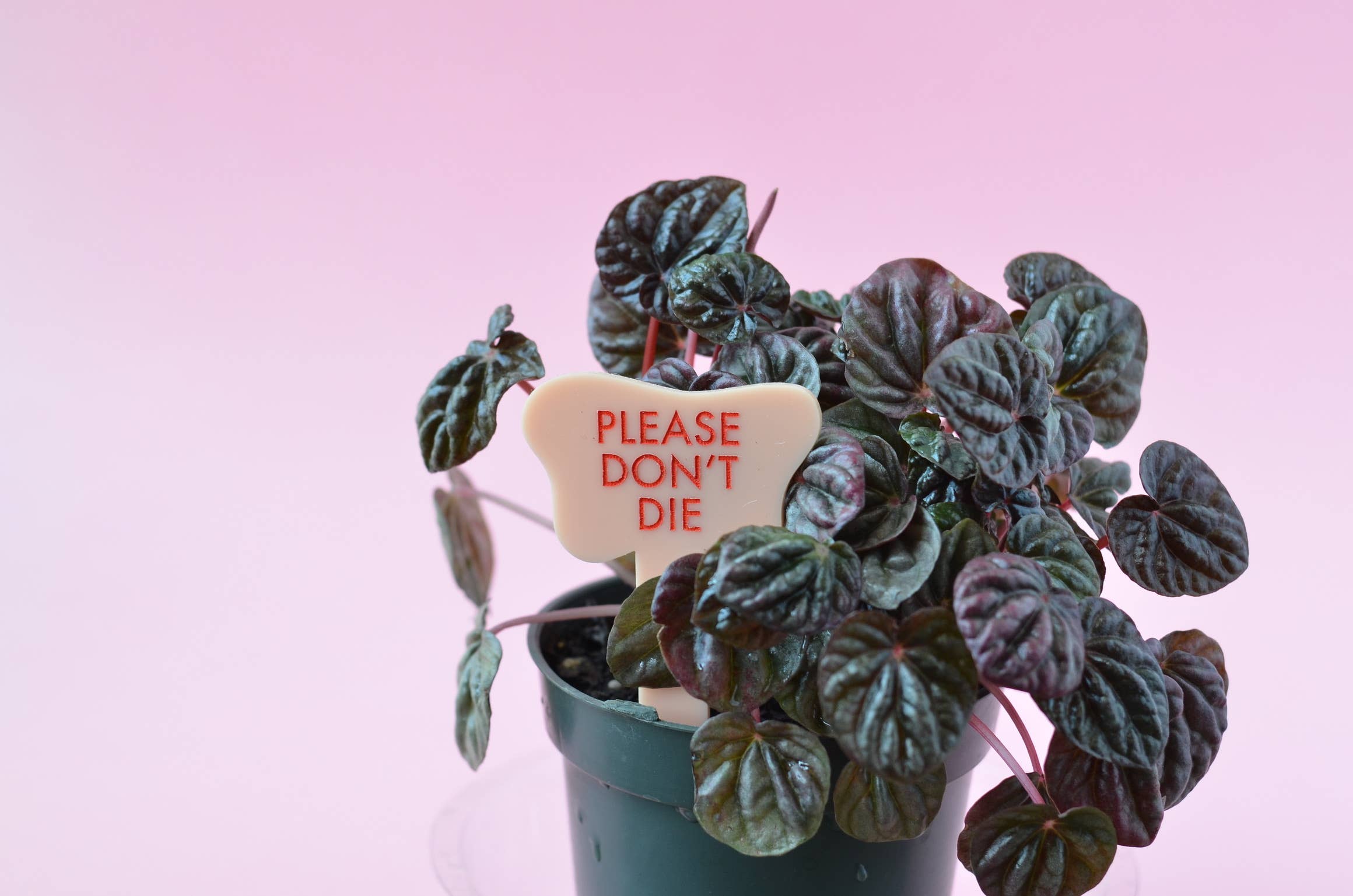 Tuff Girl Gang - Wholesale Plant Pot - PLEASE DON'T DIE Plant Stake1